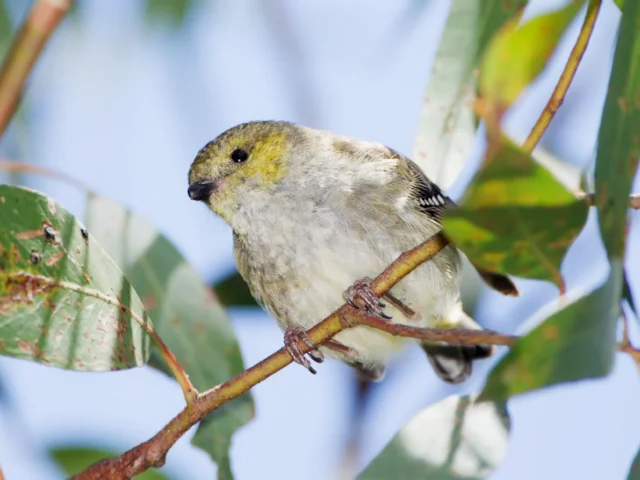 Forty-spotted Pardalote is one of 35 species of bird believed to be eaten by cats in Australia; this individual was photographed at the Peter Murrell Reserve, Tasmania. Photo: JJ Harrison (commons.wikimedia.org). Forty-spotted Pardalote is one of 35 species of bird believed to be eaten by cats in Australia; this individual was photographed at the Peter Murrell Reserve, Tasmania. Photo: JJ Harrison (commons.wikimedia.org).