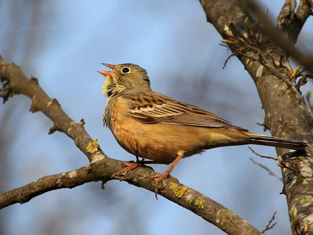 French conservationists have taken the law into their own hands to liberate illegally trapped Ortolan Buntings, after their government appears unable to prevent poaching of the species. Photo: Andrej Chudy (commons.wikimedia.org). French conservationists have taken the law into their own hands to liberate illegally trapped Ortolan Buntings, after their government appears unable to prevent poaching of the species. Photo: Andrej Chudy (commons.wikimedia.org).