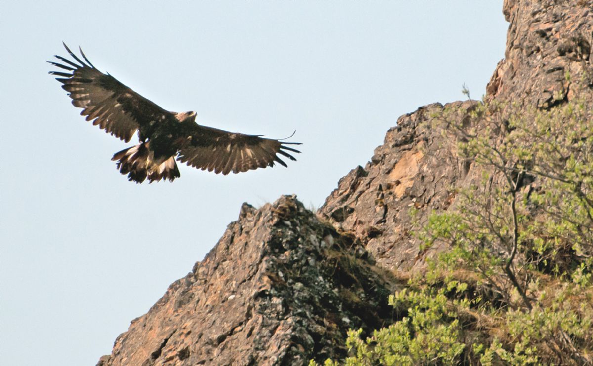 Cameraman Asks Scottish Parliament To Make Golden Eagle