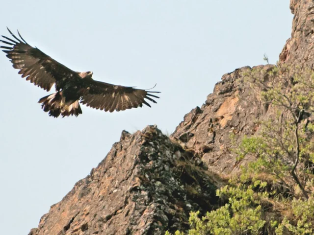 Golden Eagle numbers appear to have stabilised but the levels of population change from region to region. Photo: AlbertHerring (commons.wikimedia.org). Golden Eagle numbers appear to have stabilised but the levels of population change from region to region. Photo: AlbertHerring (commons.wikimedia.org).