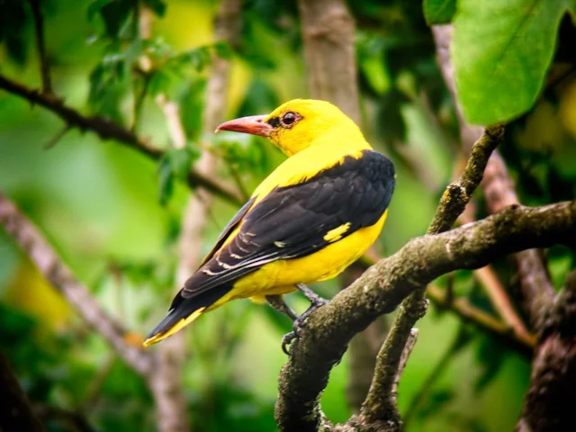 Golden Oriole no longer breeds in Britain, but often finds itself in the nets of Egyptian bird trappers. Photo: Paco Gómez (commons.wikimedia.org). Golden Oriole no longer breeds in Britain, but often finds itself in the nets of Egyptian bird trappers. Photo: Paco Gómez (commons.wikimedia.org).