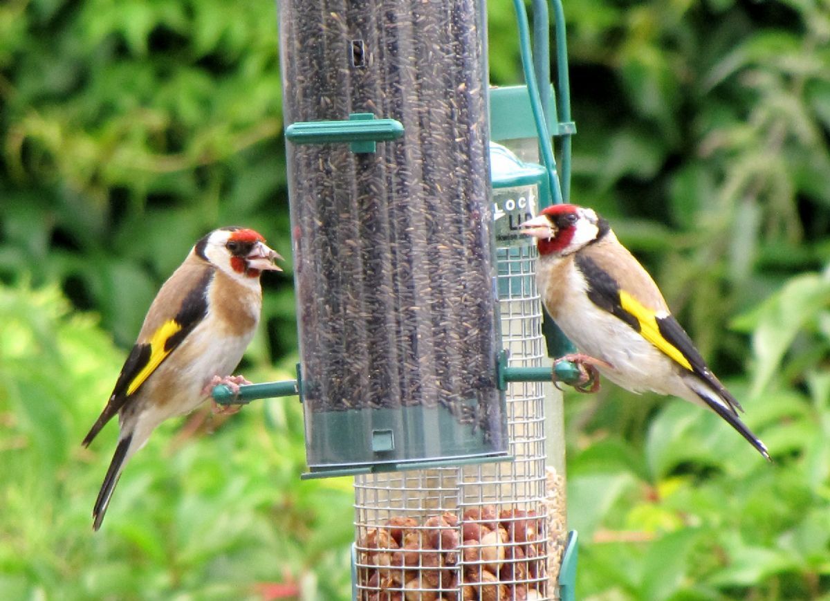 Goldfinches Plump For Garden Feeders Over Wild Food Birdguides