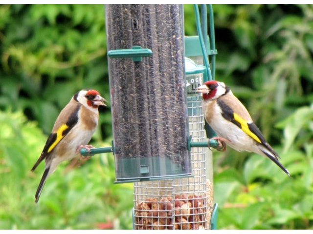 Goldfinches Plump For Garden Feeders Over Wild Food Birdguides