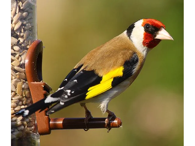 Goldfinch numbers are increasing in Britain's gardens, and the BTO is asking for your help in discovering why. Photo by David Friel (commons.wikimedia.org). Goldfinch numbers are increasing in Britain's gardens, and the BTO is asking for your help in discovering why. Photo by David Friel (commons.wikimedia.org).