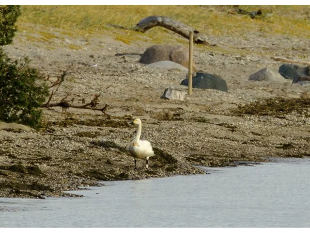 GPS-tagged Bewick's Swan 'Charlotte' in Estonia before she died. Photo courtesy of Wildfowl and Wetlands Trust. GPS-tagged Bewick's Swan 'Charlotte' in Estonia before she died. Photo courtesy of Wildfowl and Wetlands Trust.
