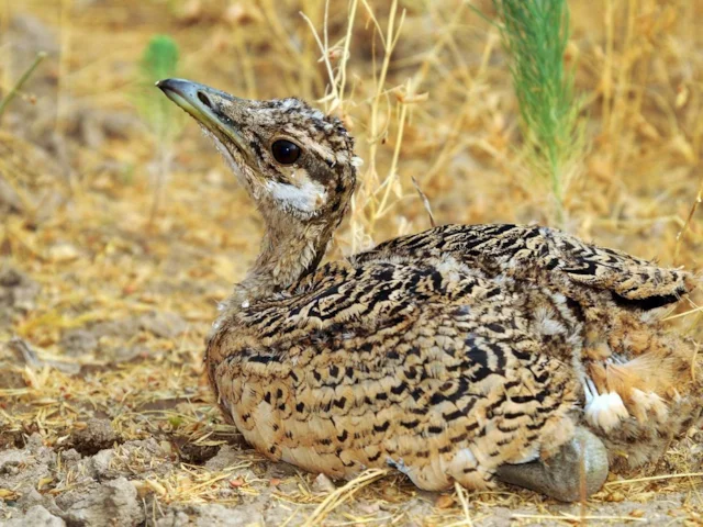 Great Bustards, like this juvenile, have been in decline in eastern Europe for a long time. Photo: Dûrzan cîrano (commons.wikimedia.org). Great Bustards, like this juvenile, have been in decline in eastern Europe for a long time. Photo: Dûrzan cîrano (commons.wikimedia.org).
