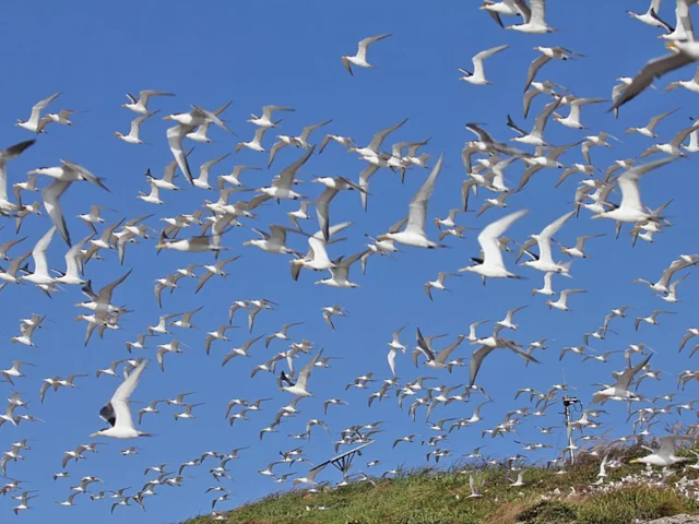 Great Crested Terns attracted to Tiedun Dao by tape luring this July. Photo; Ding Peng (BirdLife International). Great Crested Terns attracted to Tiedun Dao by tape luring this July. Photo; Ding Peng (BirdLife International).