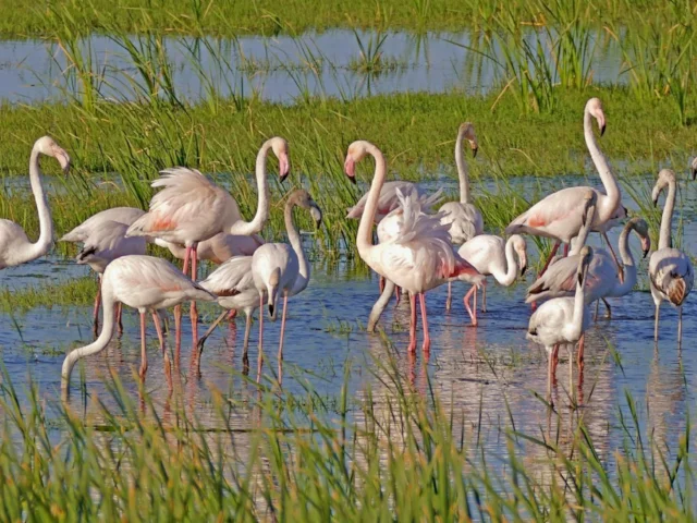 Greater Flamingos are a charismatic but common species found in Donana, but there are around 4,000 others supported by the site. Photo: Bernard DUPONT (commons.wikimedia.org). Greater Flamingos are a charismatic but common species found in Donana, but there are around 4,000 others supported by the site. Photo: Bernard DUPONT (commons.wikimedia.org).