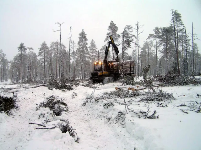 Greater support for sustainable forestry will hopefully eventually spell the end for the destruction of old growth trees, like this Lapland pine forest being destroyed by Finnish paper Stora Enso. Photo: Greenpeace Finland (commons.wikimedia.org). Greater support for sustainable forestry will hopefully eventually spell the end for the destruction of old growth trees, like this Lapland pine forest being destroyed by Finnish paper Stora Enso. Photo: Greenpeace Finland (commons.wikimedia.org).