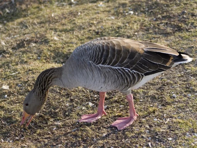 Greylag Goose is Britain's only native breeding goose, but despite its abundance over most of Britain, its culling for the table on the Hebrides may still enrage some birders. Photo: Poco a poco (commons.wikimedia.org). Greylag Goose is Britain's only native breeding goose, but despite its abundance over most of Britain, its culling for the table on the Hebrides may still enrage some birders. Photo: Poco a poco (commons.wikimedia.org).