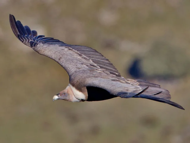 Griffon Vulture is classified as Endangered by BirdLife and the IUCN, and its small recoveries recently may be affected by the introduction of Diclofenac into the ecosystem. Photo: Juan Lacruz (commons.wikimedia.org). Griffon Vulture is classified as Endangered by BirdLife and the IUCN, and its small recoveries recently may be affected by the introduction of Diclofenac into the ecosystem. Photo: Juan Lacruz (commons.wikimedia.org).