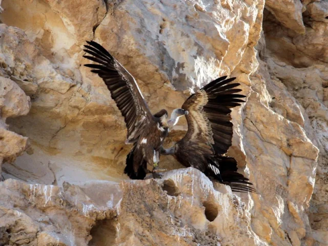 Griffon Vultures are undergoing a reintroduction scheme in Israel, but they are under threat from diclofenac elsewhere. Photo: Greg Schechter (commons.wikimedia.org). Griffon Vultures are undergoing a reintroduction scheme in Israel, but they are under threat from diclofenac elsewhere. Photo: Greg Schechter (commons.wikimedia.org).