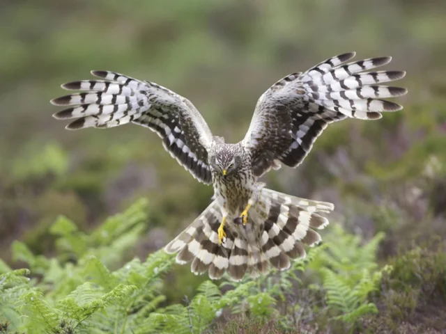 Hen Harrier and other scarce raptors are frequently injured by poorly-sited wind farms and turbines. Photo: Mark Hamblin (RSPB). Hen Harrier and other scarce raptors are frequently injured by poorly-sited wind farms and turbines. Photo: Mark Hamblin (RSPB).