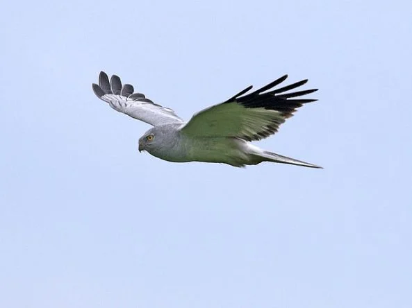 Hen Harrier has nearly been lost as a breeding bird in England; now is the time to protect the species, before it's too late. Photo by Isle of Man Government (commons.wikimedia.org). Hen Harrier has nearly been lost as a breeding bird in England; now is the time to protect the species, before it's too late. Photo by Isle of Man Government (commons.wikimedia.org).