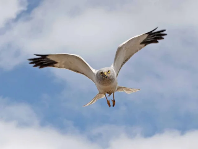 Hen Harrier is one of Britain's most beautiful raptors, but remains both persecuted and off the public's radar, as few people come across the species. Photo: Amy Challis (www.rspb-images.com). Hen Harrier is one of Britain's most beautiful raptors, but remains both persecuted and off the public's radar, as few people come across the species. Photo: Amy Challis (www.rspb-images.com).