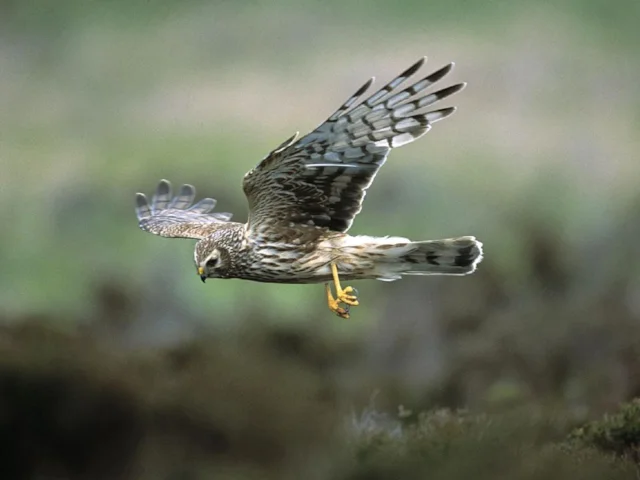 Hen Harrier, like this female, has galvanised conservationists and birders into action, as it plummets towards extinction in England. Photo: Andy Hay (rspb-images.com). Hen Harrier, like this female, has galvanised conservationists and birders into action, as it plummets towards extinction in England. Photo: Andy Hay (rspb-images.com).