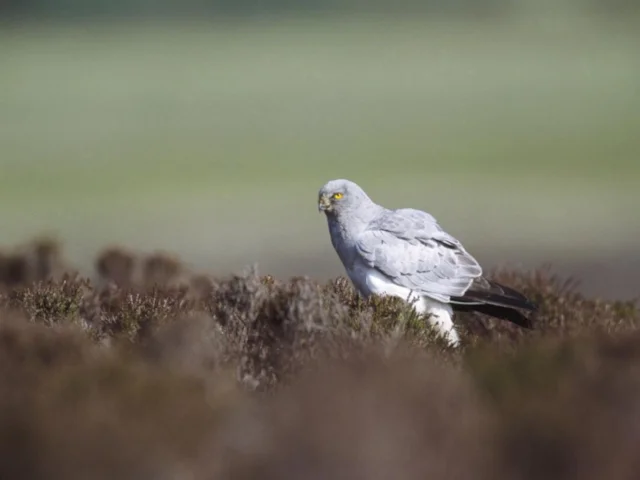 Hen Harrier remains heavily perscuted despite public awareness of its plight and the illegality of killing the birds. Photo: Andy Hay (www.rspb-images.com). Hen Harrier remains heavily perscuted despite public awareness of its plight and the illegality of killing the birds. Photo: Andy Hay (www.rspb-images.com).