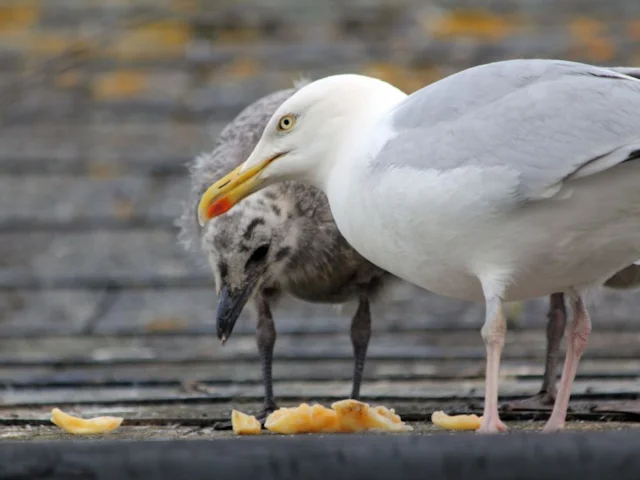 Herring Gulls have spread to cities owing to the preponderance of human food waste; here one feeds its chick on chips. Photo: nottsexminer (commons.wikimedia.org). Herring Gulls have spread to cities owing to the preponderance of human food waste; here one feeds its chick on chips. Photo: nottsexminer (commons.wikimedia.org).