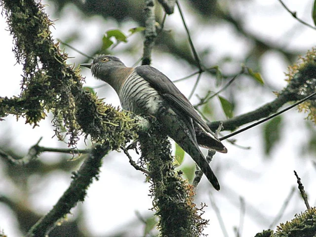 Himalayan Cuckoo, here photographed in Bhutan, has a number of major plumage features in common with Black Baza (below) and several other local raptor species. Bhutan Photo: Ron Knight (commons.wikimedia.org). Himalayan Cuckoo, here photographed in Bhutan, has a number of major plumage features in common with Black Baza (below) and several other local raptor species. Bhutan Photo: Ron Knight (commons.wikimedia.org).