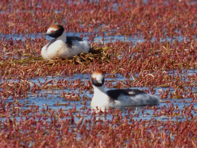 Hooded Grebe was only discovered 42 years ago, but has been fending off threats ever since. Photo: franalverja (commons.wikimedia.org). Hooded Grebe was only discovered 42 years ago, but has been fending off threats ever since. Photo: franalverja (commons.wikimedia.org).