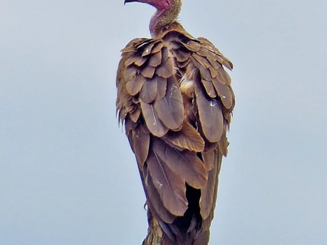 Hooded Vulture is one of eight vulture species known to have radically declined throughout Africa. Photo: Bernard Dupont (commons.wikimedia.org). Hooded Vulture is one of eight vulture species known to have radically declined throughout Africa. Photo: Bernard Dupont (commons.wikimedia.org).