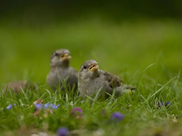 House Sparrow chicks like these are best left to their own devices, and will stand a better chance of survival in less well-tended gardens as they fledge. Photo: Ray Kennedy (www.rspb-images.com) House Sparrow chicks like these are best left to their own devices, and will stand a better chance of survival in less well-tended gardens as they fledge. Photo: Ray Kennedy (www.rspb-images.com)