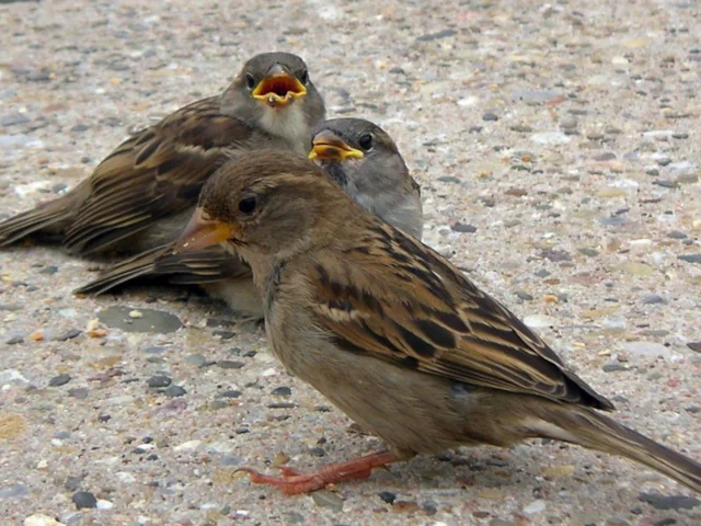 House Sparrow has radically declined in Britain over the last century, and one of the places where this decrease is most noticeable is Glasgow. Photo: Loz (commons.wikimedia.org). House Sparrow has radically declined in Britain over the last century, and one of the places where this decrease is most noticeable is Glasgow. Photo: Loz (commons.wikimedia.org).