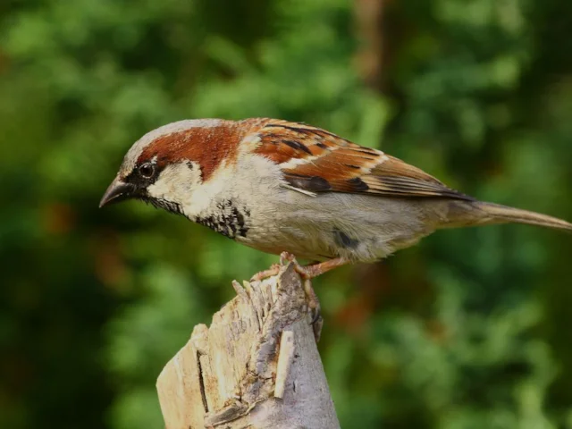 House Sparrow is almost ubiquitous worldwide, but its decline in Britain is still unexplained. Photo: David Friel (commons.wikimedia.org). House Sparrow is almost ubiquitous worldwide, but its decline in Britain is still unexplained. Photo: David Friel (commons.wikimedia.org).