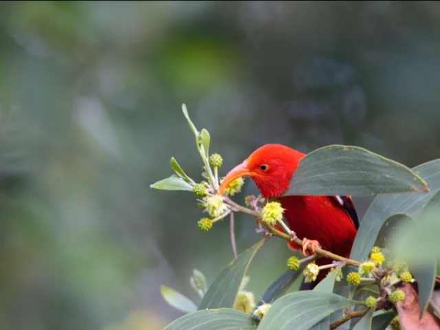 I'iwi is declining on the Big Island of Hawai'i, and is already probably extinct on Oahu - it's just one of the many bird species in potentially terminal decline. Photo: Ludovic Hirlimann (commons.wikimedia.org). I'iwi is declining on the Big Island of Hawai'i, and is already probably extinct on Oahu - it's just one of the many bird species in potentially terminal decline. Photo: Ludovic Hirlimann (commons.wikimedia.org).
