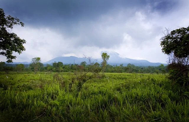 Illegal oil exploration at Virunga National Park is just the most recent of several major problems that have beset the reserve, after civil wars, land invasions and heavy poaching of large mammals. Photo: Kate Holt (WWF UK). Illegal oil exploration at Virunga National Park is just the most recent of several major problems that have beset the reserve, after civil wars, land invasions and heavy poaching of large mammals. Photo: Kate Holt (WWF UK).