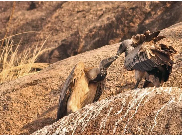 Indian Vulture was nearly wiped out due to use of the veterinary drug diclofenac. Photo by Vaibhavcho (commons.wikimedia.org). Indian Vulture was nearly wiped out due to use of the veterinary drug diclofenac. Photo by Vaibhavcho (commons.wikimedia.org).