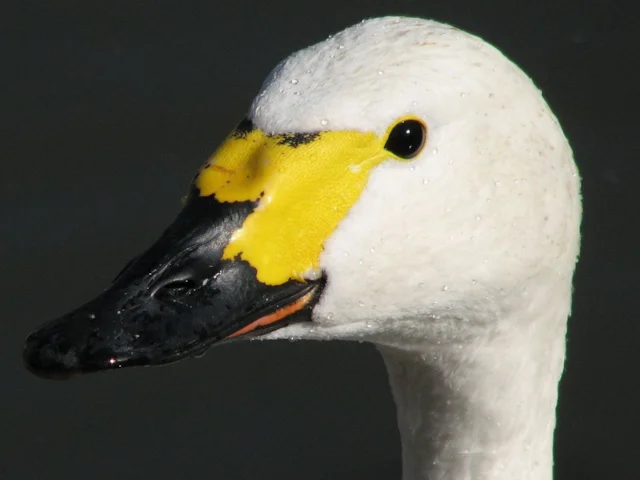 Individual Bewick's Swans can be identified by the shape of the black and yellow pattern on their bills. Photo: Adrian Pingstone (commons.wikimedia.org). Individual Bewick's Swans can be identified by the shape of the black and yellow pattern on their bills. Photo: Adrian Pingstone (commons.wikimedia.org).