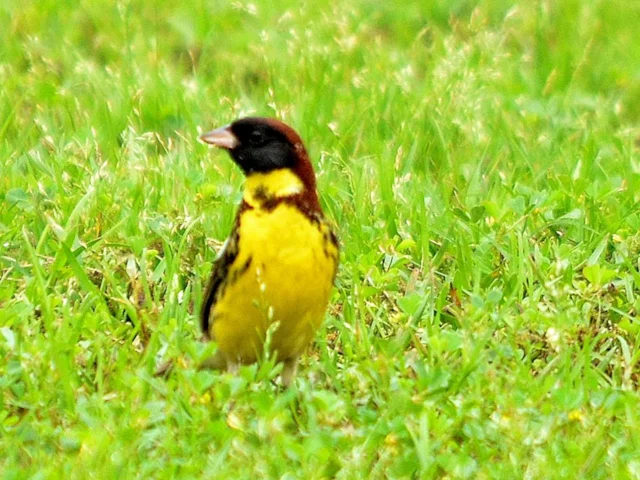 In not much more than a decade, Yellow-breasted Bunting has gone from common to Endangered in its native China, a status reflected in the decrease of British records as a vagrant in recent years. Photo: jinchin lin (commons.wikimedia.org). In not much more than a decade, Yellow-breasted Bunting has gone from common to Endangered in its native China, a status reflected in the decrease of British records as a vagrant in recent years. Photo: jinchin lin (commons.wikimedia.org).