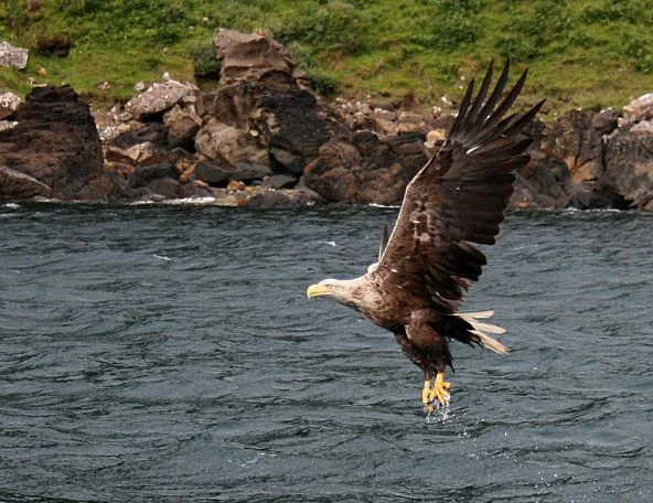 In parts of Europe, scavenging White-tailed Eagles have been poisoned by ingesting lead shot from hunted mammal corpses. Photo: Dmgultekin (commons.wikimedia.org). In parts of Europe, scavenging White-tailed Eagles have been poisoned by ingesting lead shot from hunted mammal corpses. Photo: Dmgultekin (commons.wikimedia.org).