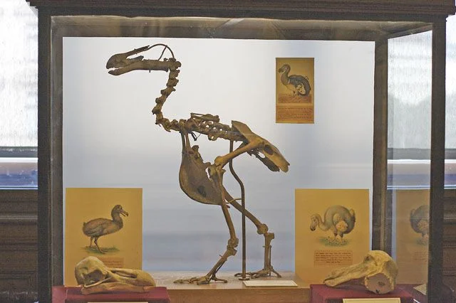 Is Dodo still wandering the planet somewhere? About 14 per cent of people surveyed by the WWF think so. Photo: Martin (commons.wikimedia.org). Is Dodo still wandering the planet somewhere? About 14 per cent of people surveyed by the WWF think so. Photo: Martin (commons.wikimedia.org).