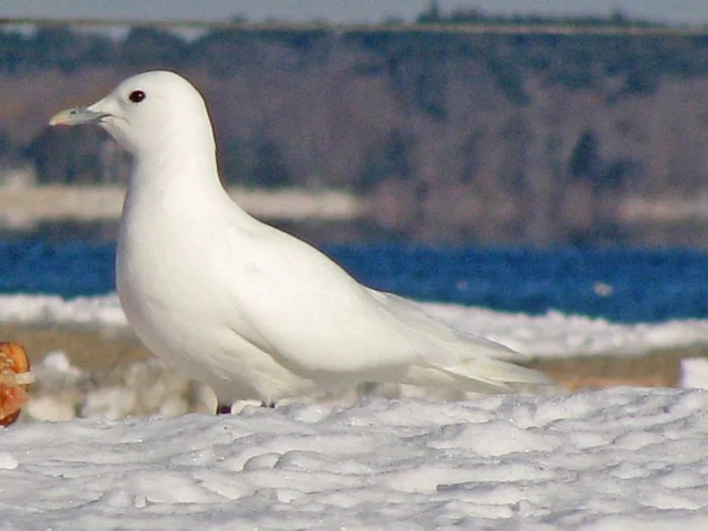 Ivory Gull has important breeding territories in the Lancaster Sound region which will now be under less immediate threat. Photo: Will Sweet (commons.wikimedia.org). Ivory Gull has important breeding territories in the Lancaster Sound region which will now be under less immediate threat. Photo: Will Sweet (commons.wikimedia.org).