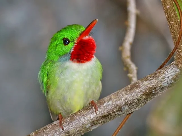 Jamaican Tody is one of many endemic species jeopardised by the proposed port development. Photo: dominic sherony (commons.wikimedia.org). Jamaican Tody is one of many endemic species jeopardised by the proposed port development. Photo: dominic sherony (commons.wikimedia.org).