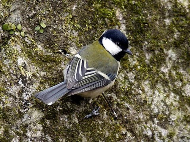 Japanese Great Tit differentiates between types of predator when giving its alarm call. Photo: Lip Kee Yap (commons.wikimedia.org). Japanese Great Tit differentiates between types of predator when giving its alarm call. Photo: Lip Kee Yap (commons.wikimedia.org).