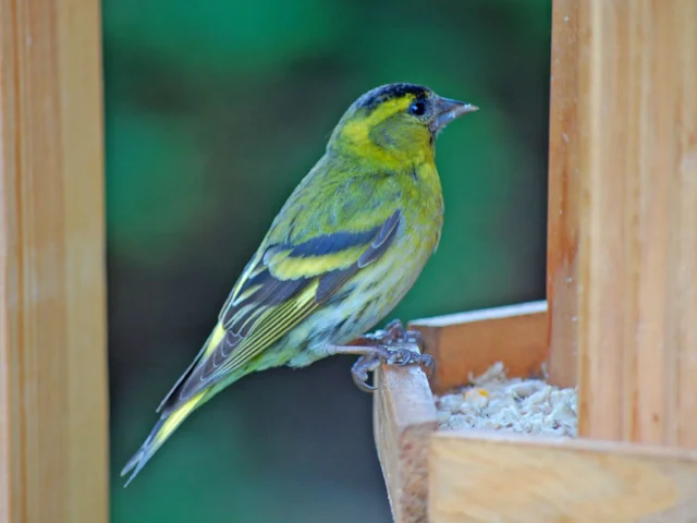Judiciously choose the foods for your bird table, and you may even attract scarcer species like Siskin. Photo: Jrproudfoot (commons.wikimedia.org). Judiciously choose the foods for your bird table, and you may even attract scarcer species like Siskin. Photo: Jrproudfoot (commons.wikimedia.org).