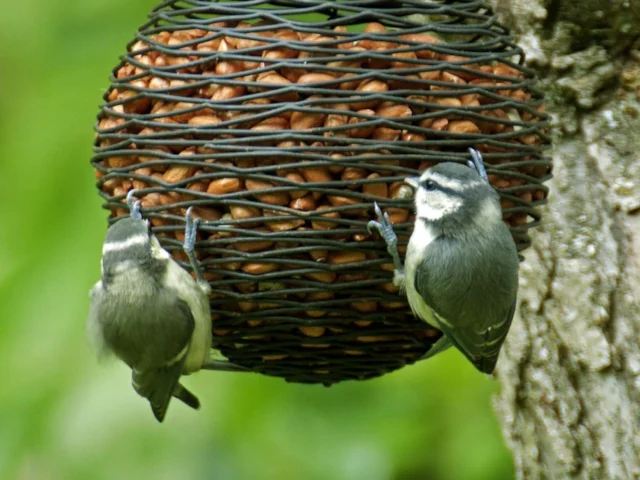 Juvenile Blue Tits visit a garden peanut feeder; while the nutrition value of this food is obvious, new 'ingredients lists' will enable bird table owners to filter out 'bird junk food'. Photo: Tony Hisgett (commons.wikimedia.org). Juvenile Blue Tits visit a garden peanut feeder; while the nutrition value of this food is obvious, new 'ingredients lists' will enable bird table owners to filter out 'bird junk food'. Photo: Tony Hisgett (commons.wikimedia.org).