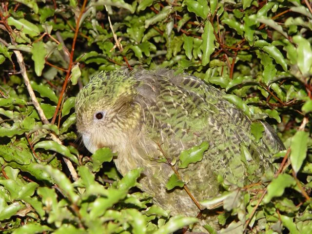 Kakapo's ground-dwelling habits have left the species' open to the predations of introduced mammals. Photo: Mnolf (commons.wikimedia.org). Kakapo's ground-dwelling habits have left the species' open to the predations of introduced mammals. Photo: Mnolf (commons.wikimedia.org).