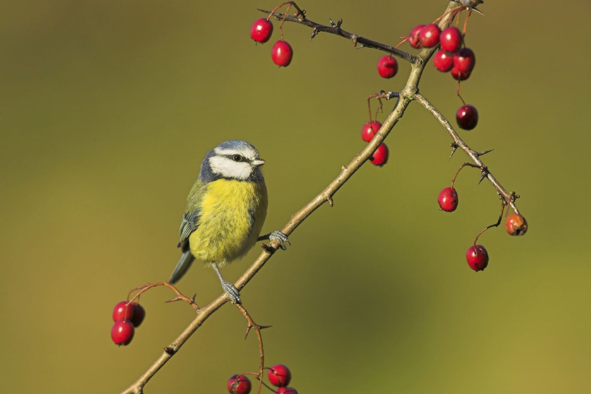 Keep Feeding Birds Says Rspb Birdguides