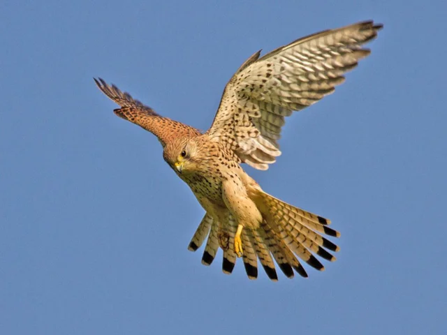 Kestrels have declined in number substantially, not just in Scotland but south of the border, too. in flight Photo: Artemy Voikhansky (commons.wikimedia.org). Kestrels have declined in number substantially, not just in Scotland but south of the border, too. in flight Photo: Artemy Voikhansky (commons.wikimedia.org).