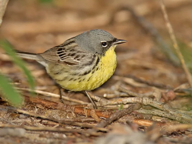 Kirtland's Warbler seems to be on the road to recovery with high counts two years running, but it is still range-restricted and low in numbers. Photo: William H Majoros (commons.wikimedia.org). Kirtland's Warbler seems to be on the road to recovery with high counts two years running, but it is still range-restricted and low in numbers. Photo: William H Majoros (commons.wikimedia.org).