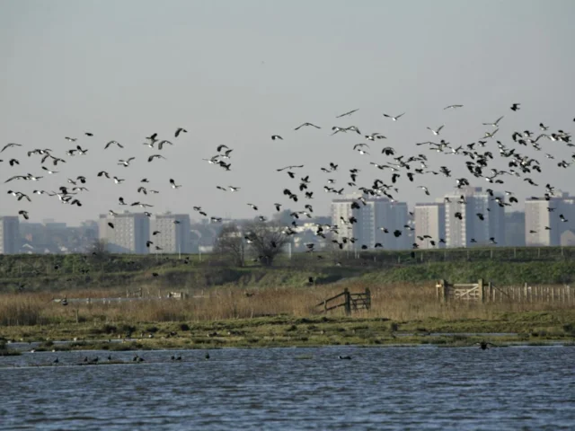 Lapwings have proven particularly successful as a breeding species within Greater London at Rainham Marshes RSPB. Photo: Andy Hay (www.rspb-images.com). Lapwings have proven particularly successful as a breeding species within Greater London at Rainham Marshes RSPB. Photo: Andy Hay (www.rspb-images.com).