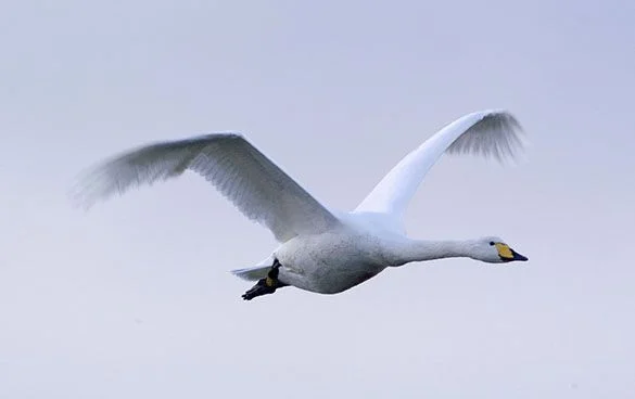 Large birds, like this Whooper Swan, are especially vulnerable to power lines as their size makes them less manoeuvrable than smaller birds. Photo by Richard Taylor-Jones (www.wwt.org.uk). Large birds, like this Whooper Swan, are especially vulnerable to power lines as their size makes them less manoeuvrable than smaller birds. Photo by Richard Taylor-Jones (www.wwt.org.uk).