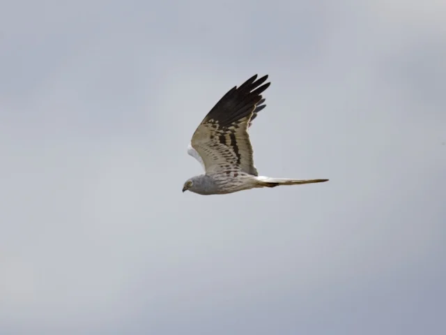 Last year's male Montagu's Harrier, which was one of a pair that nested in the Humber valley, and is possibly one of the birds at Blacktoft RSPB this summer. Photo: Graham Catley (www.RSPB-images.com). Last year's male Montagu's Harrier, which was one of a pair that nested in the Humber valley, and is possibly one of the birds at Blacktoft RSPB this summer. Photo: Graham Catley (www.RSPB-images.com).
