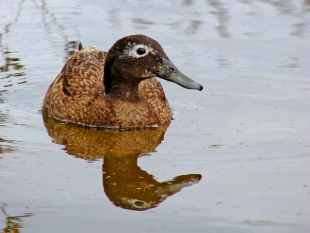 Laysan Duck on Midway Atoll, Hawai'i, USA: an irreplacable bird in an irreplaceable habitat. Photo: Forest and Kim Starr (commons.wikimedia.org). Laysan Duck on Midway Atoll, Hawai'i, USA: an irreplacable bird in an irreplaceable habitat. Photo: Forest and Kim Starr (commons.wikimedia.org).