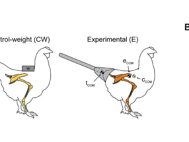 Line drawings to illustrate the attachment of the prosthetic tail and its effect of moving the centre of mass. Image: Grossi et al (2014). Line drawings to illustrate the attachment of the prosthetic tail and its effect of moving the centre of mass. Image: Grossi et al (2014).