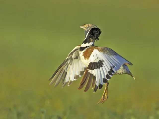 Little Bustard can be seen displaying and breeding at Marseilles Provence Airport, but they aslo represent a potential danger to airport traffic. Photo: Bill Coster (www.billcoster.com). Little Bustard can be seen displaying and breeding at Marseilles Provence Airport, but they aslo represent a potential danger to airport traffic. Photo: Bill Coster (www.billcoster.com).